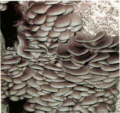 Ciuperci Miceliu pleurotus de la Clc Marketing