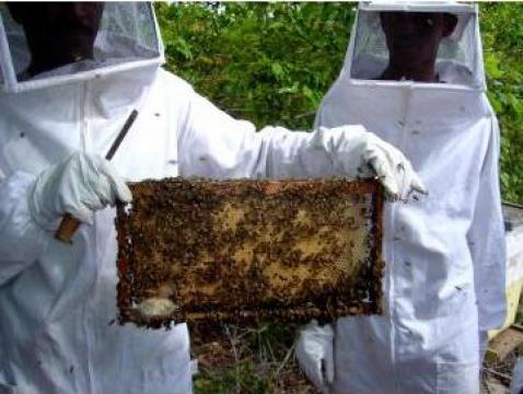 Plan de afaceri pentru ferma apicola de la Duplicom Grup Srl