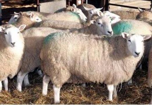 Plan de afaceri pentru ferma de oi de la Duplicom Grup Srl