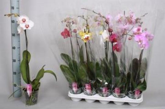 Planta la ghiveci Orhidee Phalaenopsis