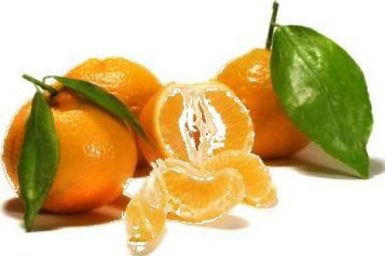 Mandarine Grecia de la Midea Fruit Srl