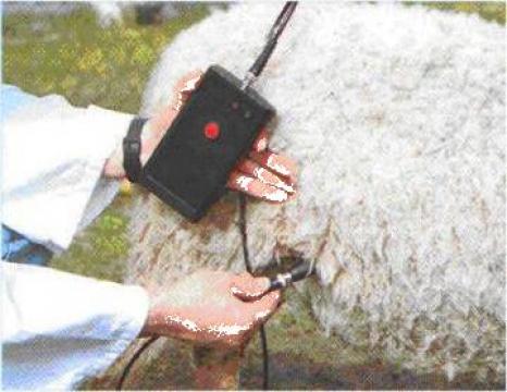 Detector de sarcina cu ultrasunete pentru oi si capre - PDs