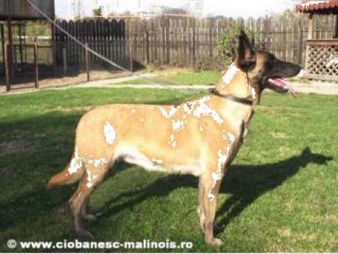 Pui Ciobanesc Belgian Malinois Valcea Atomic Dogs Id 3577693