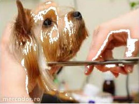 Servicii frizerie canina de la Sc Raedy Vet Srl