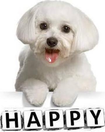 Servicii frizerie canina Happy