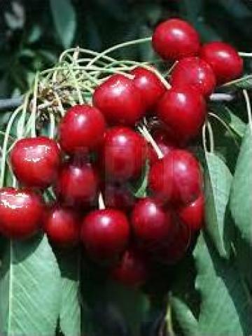 Cires Bigarreau Burlat (Gisella 5) (Anul 2) de la Pomi Fructiferi, Arbusti, Vita De Vie