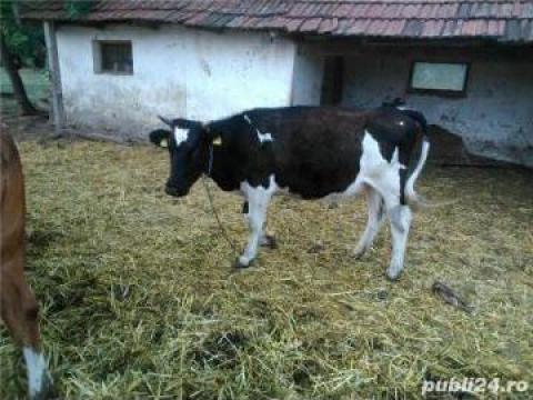 Vitica rasa Holstein de la 