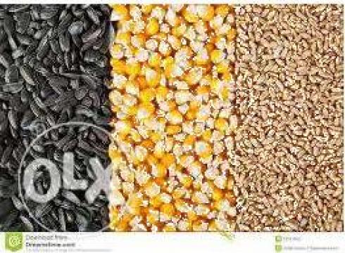 Cereale si plante oleaginoase