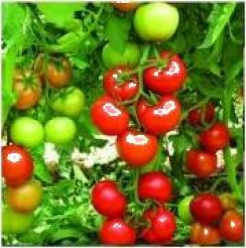 Seminte de tomate Antalya Rn F1 de la Green Garden Srl
