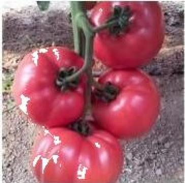 Seminte de tomate Pink Rock F1 de la Green Garden Srl