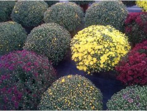 Crizanteme multiflora