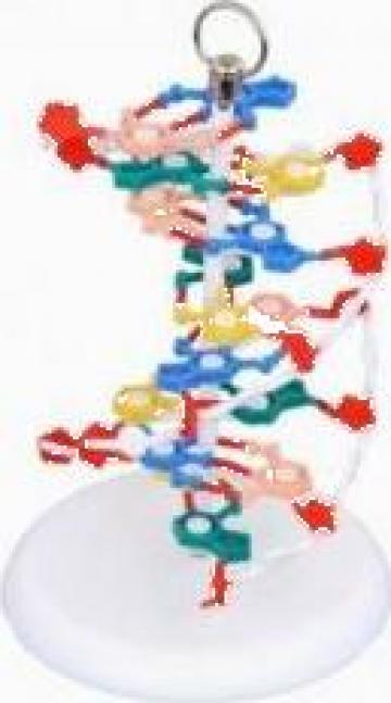 Instrumente genetica ADN inaltime h=20cm de la Eduvolt
