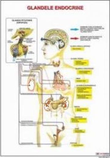 Planse anatomie glande endocrine