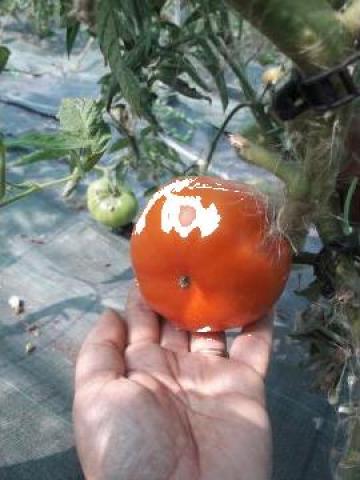 Rasaduri de tomate bio de la Natural Biosolaris Grup