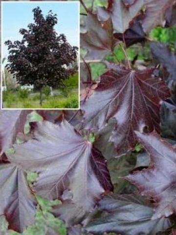 Arbore Acer Platanoides Royal Red (artar rosu) - Timisoara
