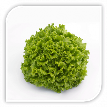 Seminte de salata Oleole F1 - 5.000 seminte drajate de la Lencoplant Business Group SRL