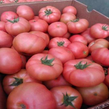 Seminte de tomate roz Manekro F1 (500 seminte) de la Lencoplant Business Group SRL