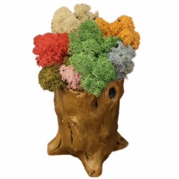 Aranjament licheni ghiveci decorativ multicolor M9 de la Decor Creativ