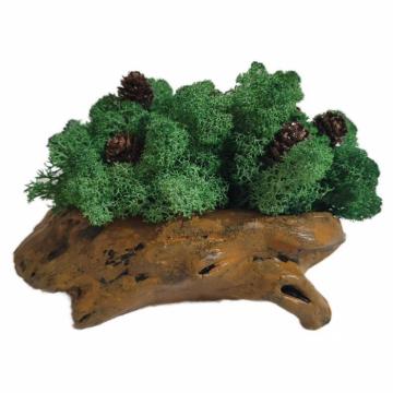 Aranjament licheni ghiveci decorativ verde inimioare M6