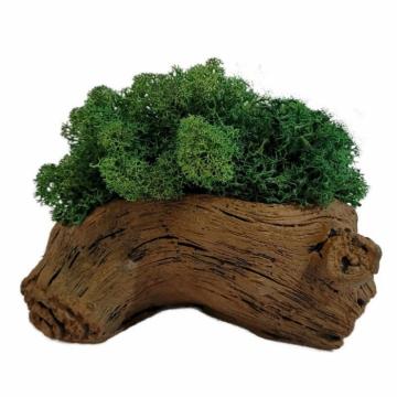 Aranjament licheni ghiveci decorativ verde conuri brad M1 de la Decor Creativ