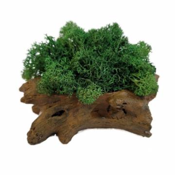 Aranjament licheni ghiveci decorativ verde conuri brad M2 de la Decor Creativ