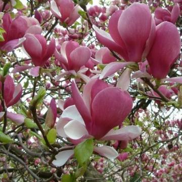 Floare magnolia soulangeana Rustica Rubra la ghiveci