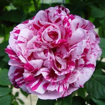 Floare trandafir teahibrid Ferdinand la ghiveci de la Florapris Family S.r.l.