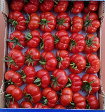 Seminte de tomate Marmo F1 - 100 sem de la Roseeds International Srl