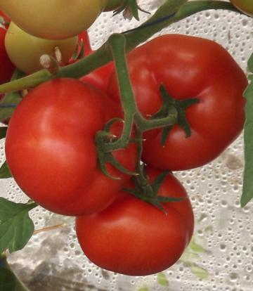 Seminte de tomate Qualitet F1, semideterminate 500 seminte de la Lencoplant Business Group SRL