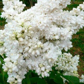 Arbust Liliac alb Alice Harding in ghiveci, cu 6-8 ramuri