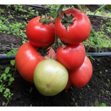 Seminte de tomate roz HTP-11 F1 (500 seminte)