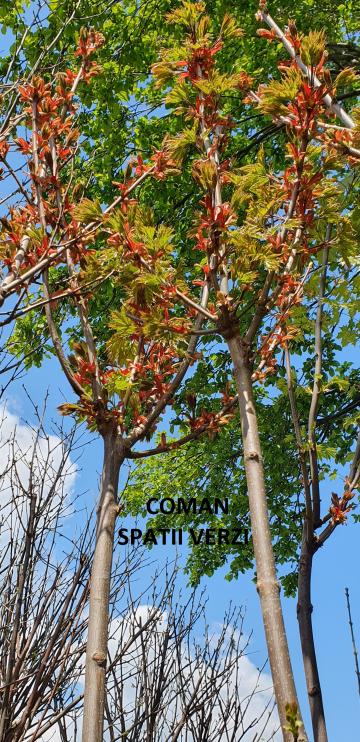 Pomi ornam Acer platanoides Globosum (artar globular), h=~3m de la Coman Spatii Verzi Srl