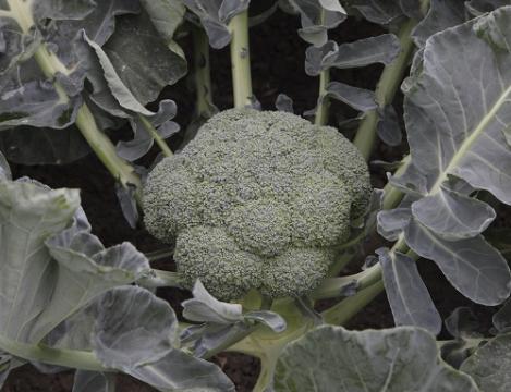 Seminte de broccoli Batory F1, 2500 seminte