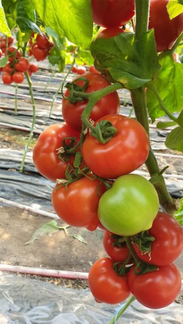 Seminte de tomate semideterminate Melanet F1, 500 seminte de la Antomar & Brothers Group SRL