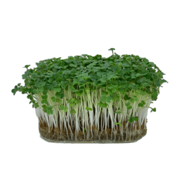 Rucola