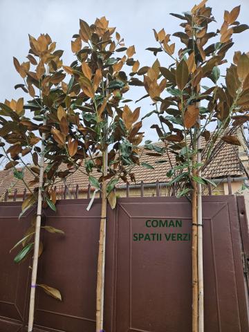 Pomi ornamentali Magnolia Grandiflora, H +3m, Timisoara de la Coman Spatii Verzi Srl