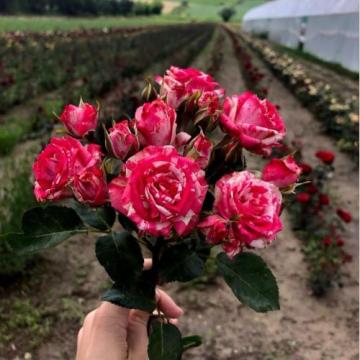 Floare Trandafir Tross roz satirat la ghiveci (pitici)