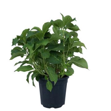 Planta Hortensia Early Sensation la ghiveci C2-C3
