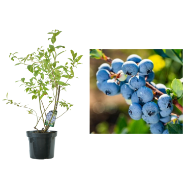 Afin Meader Vaccinium 'Meader la ghiveci C2-C3 de la Plantland SRL