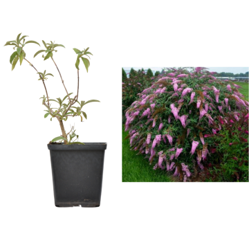 Planta la ghiveci Liliac roz Pink Cascade - 25cm de la Plantland SRL