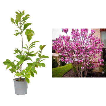 Arbore decorativ Magnolia alba Superba la ghiveci C2-C3 de la Plantland SRL