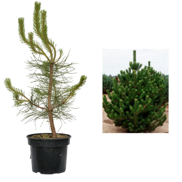 Arbore Pin negru Pinus nigra la ghiveci C2-C3 de la Plantland SRL