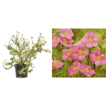 Arbust Potentilla fruticosa roz Pink Queen la ghiveci C2-C3 de la Plantland SRL