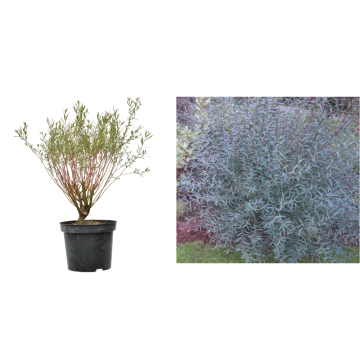 Arbust Salix purpurea Nana la ghiveci C2-C3. de la Plantland SRL