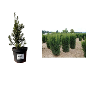 Arbust ornamental Taxus columnar Hicksii la ghiveci C2-C3 de la Plantland SRL