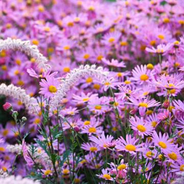 Plante ghiveci Crizanteme perene Chrysanthemum Clara Curtis de la Florapris Family S.r.l.