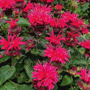 Plante perene Monarda Bee Happy la ghiveci de la Florapris Family S.r.l.