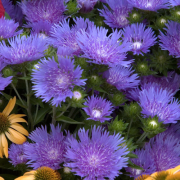 Planta Stokesia Peachies Pick Laevis la ghiveci de 19 cm de la Florapris Family S.r.l.