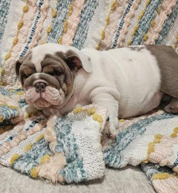 Pui English bulldog puppies for adoption de la 