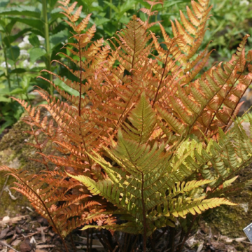 Planta Feriga de exterior Dryopteris Erythrosora la ghiveci de la Florapris Family S.r.l.